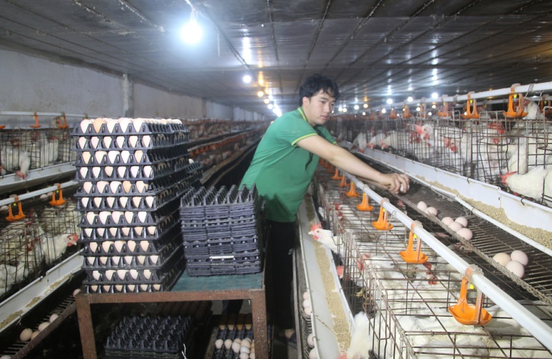 Nhờ quy trình sản xuất nghiêm ngặt, đảm bảo an toàn, chất lượng, sản phẩm trứng gà Tân An đã được chứng nhận sản phẩm OCOP 4 sao tỉnh Quảng Ninh năm 2019