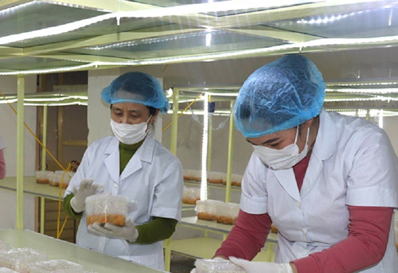 Sản xuất nấm đông trùng hạ thảo tại xã Hải Chính - Hải Hậu (Ảnh: Báo Nam Định)