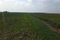 Nam Định chậm cấp hơn 31 nghìn GCNQSD đất nông nghiệp