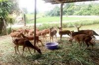 Khánh Hòa: Tăng cường kiểm tra nguồn gốc động vật hoang dã xuất bán từ các trại nuôi