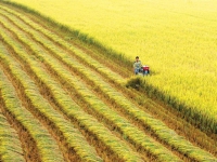 TIN NÓNG CHÍNH PHỦ: Chuyển mục đích sử dụng đất trồng lúa tại tỉnh Long An