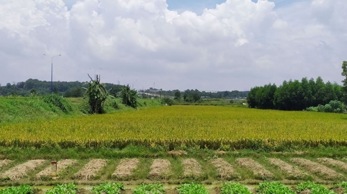 Tỉnh Long An chuyển mục đích sử dụng 36 ha đất trồng lúa sang đất phi nông nghiệp. Ảnh minh họa