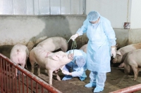 TIN NÓNG CHÍNH PHỦ: Chủ động giám sát chặt, phát hiện sớm, xử lý các ổ dịch tả lợn châu Phi
