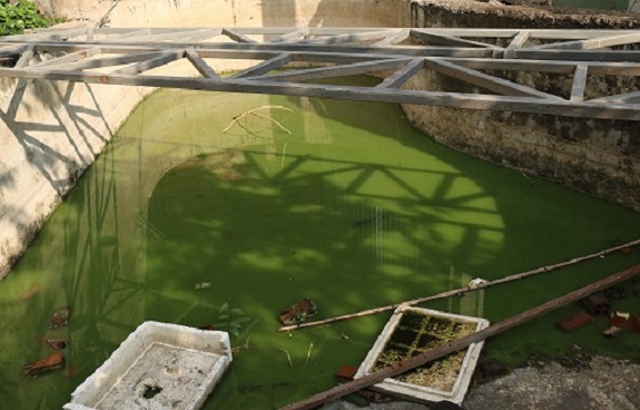Những vũng nước ô nhiễm đọng lâu ngày ở khu biệt thự bỏ hoang giữa trung tâm TP HCM