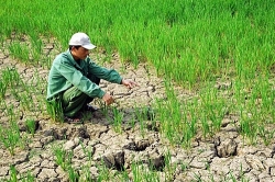 Ứng phó với biến đổi khí hậu: Cần trao quyền cho nông dân