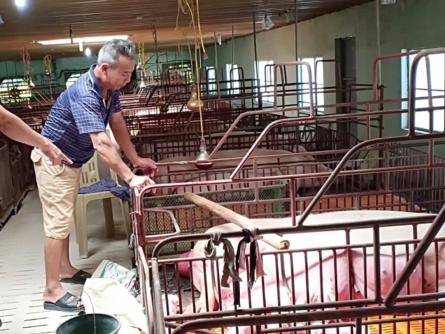 Gia đình ông Kim tại xã Quý Lộc, huyện Yên Định đang đứng ngồi không yên khi hàng trăm con lợn thịt chưa thể xuất chuồng