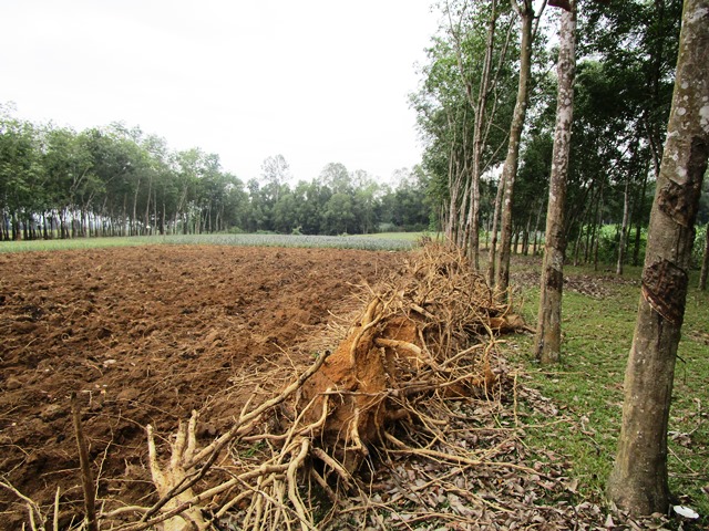 Nhiều diện tích cao su tại huyện Yên Định bị người dân chặt bỏ để chuyển đổi sang trồng rứa