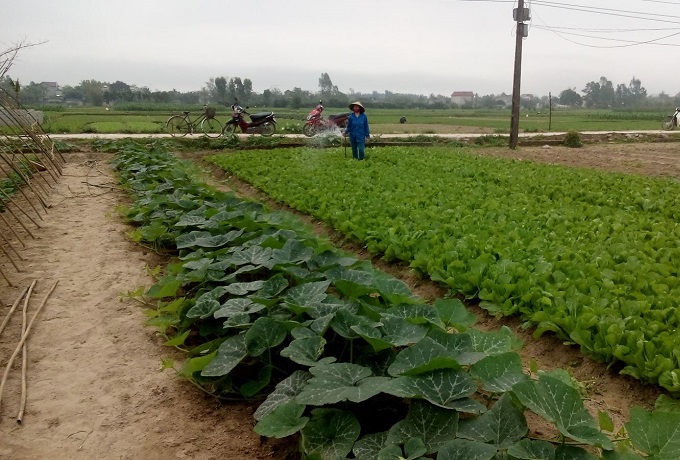 Quảng Lưu đẩy mạnh tái cơ cấu nông nghiệp để phát triển vùng hàng hóa tập trung