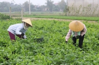 Quảng Lưu (Thanh Hóa): Phát triển kinh tế từ vùng rau an toàn