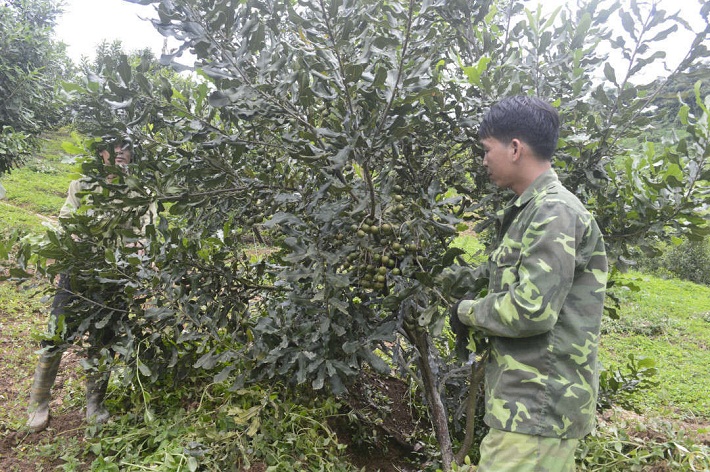 Với tốc độ và khả năng sinh trưởng, phát triển tương đối tốt, một số diện tích cây mắc ca tại Điện Biên đã ra quả, cho thu hoạch.