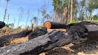 Đắk Lắk: Hàng chục nghìn hecta rừng đã “tan hoang”