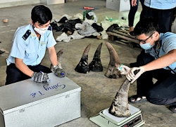 Lập công ty “ma” nhập lậu sản phẩm động vật hoang dã quý hiếm vào Việt Nam