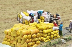“Bất thường” thị trường lúa gạo: Cảnh giác chiêu trò “thổi giá”
