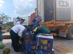 Vụ “phù phép” giấy tờ xuất khẩu sầu riêng tại Đắk Lắk: Công an vào cuộc
