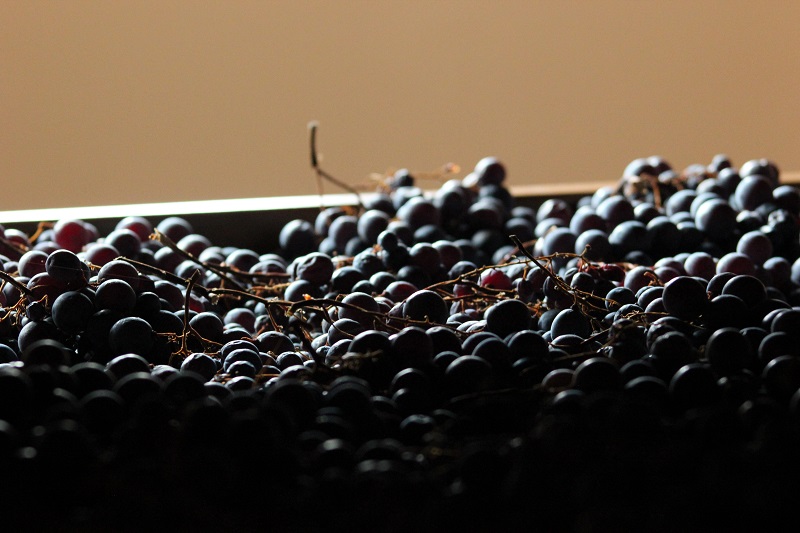 Giàn phơi nho trong quy trình sản xuất rượu vang