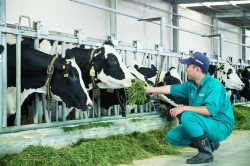 Cân nhắc việc bổ sung doanh nghiệp chăn nuôi vào Danh mục kiểm kê khí nhà kính