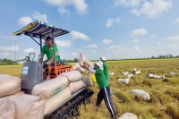 Cần tháo gỡ “nút thắt” về vốn cho doanh nghiệp xuất khẩu gạo