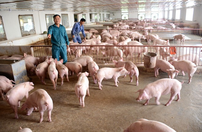 chăn nuôi lợn đã trở thành một ngành kinh doanh hấp dẫn tại Việt Nam.
