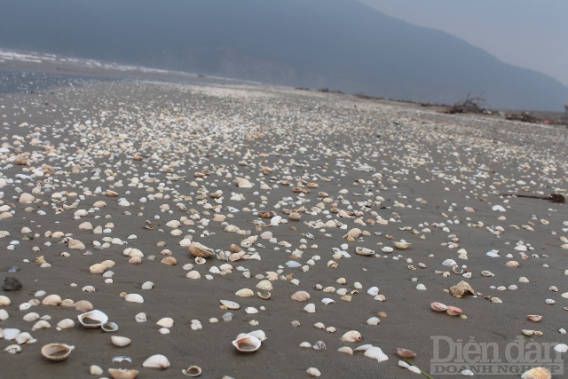Ngoài ra, các loại xác nhuyễn thể và vỏ sò vỏ ốc cũng dạt vào phủ trắng bờ biển