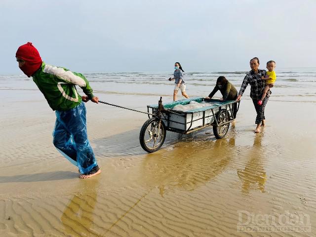 Ngoài bán cho thương lái, một số hộ dân cũng sơ chế sứa ngay trên bãi biển để đem ra chợ bán. 