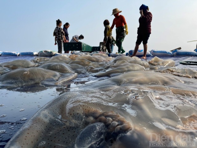 Những ngày gần đây, dọc bờ biển bãi ngang Hà Tĩnh như Thạch Hà, Nghi Xuân, Lộc Hà, Cẩm Xuyên, Kỳ Anh... ngư dân liên tục trúng đậm mùa sứa biển.