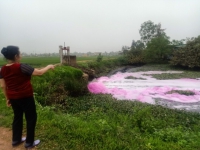 Hà Tĩnh: Nước thải bỗng dưng đổi màu hồng tím, người dân bất an