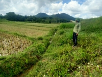 Hà Tĩnh: Hàng chục héc ta lúa bỏ hoang bên kênh thủy lợi nghìn tỷ