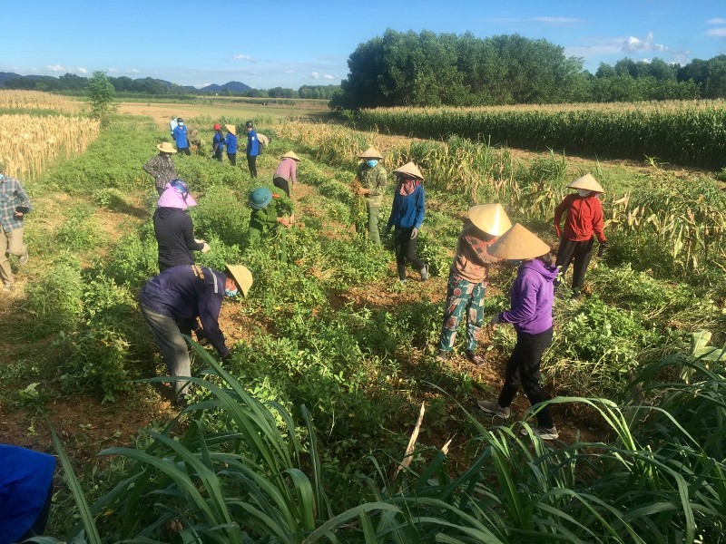 các tổ chức, đoàn thể và người dân ngoài vùng cách ly xã Sơn Trung (huyện Hương Sơn, Hà Tĩnh) xuống đồng thu hoạch nông sản giúp người dân. 