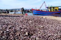 Hà Tĩnh: Ốc biển thải loại chất thành đống trên bờ bốc mùi hôi thối