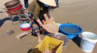 Hà Tĩnh: Ngư dân trúng đậm mùa ruốc biển, bỏ túi hàng trăm triệu