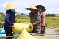 Hà Tĩnh: Lãnh đạo tỉnh cùng nông dân hối hả thu hoạch nông sản chạy bão