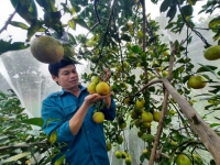Hà Tĩnh: Gỡ khó tiêu thụ nông sản chủ lực giữa mùa dịch