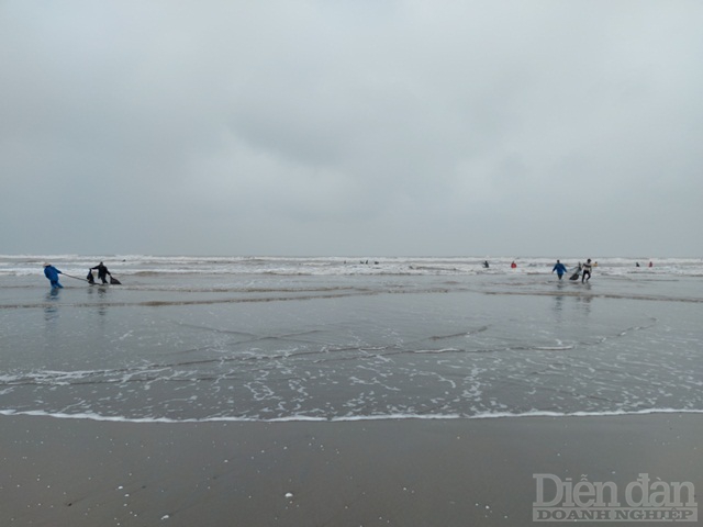 Nhiều ngày nay, khu vực bờ biển xã Cương Gián xuất hiện sò lông, sò huyết và một số nhuyễn thể khác trôi dạt vào dọc bờ với số lượng rất lớn.