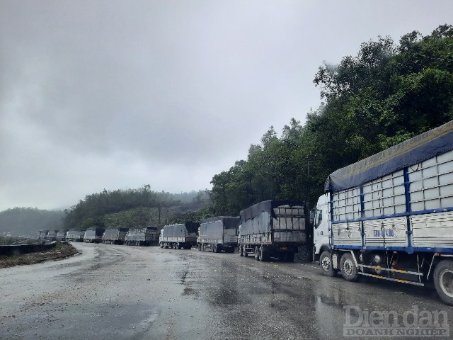 Từ cảng quốc tế Lào – Việt, hàng chục xe tải mang biển 73, 74 chở gỗ dăm nối đuôi nhau đỗ hai bên đường kéo dài gần cây số.