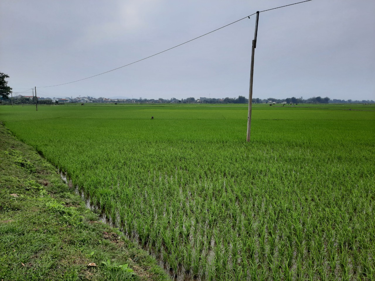Người dân vẫn đang trồng lúa trên diện tích đất được đưa ra đấu giá tại thôn Hòa Bình, xã Lâm Trung Thủy