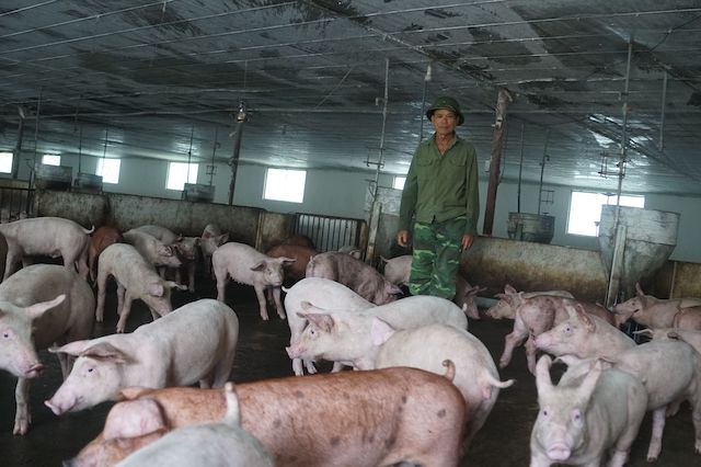 Ngoài chủ doanh nghiệp xây dựng, ông Sửu còn là chủ trại lợn với quy mô 4.000 con/lứa