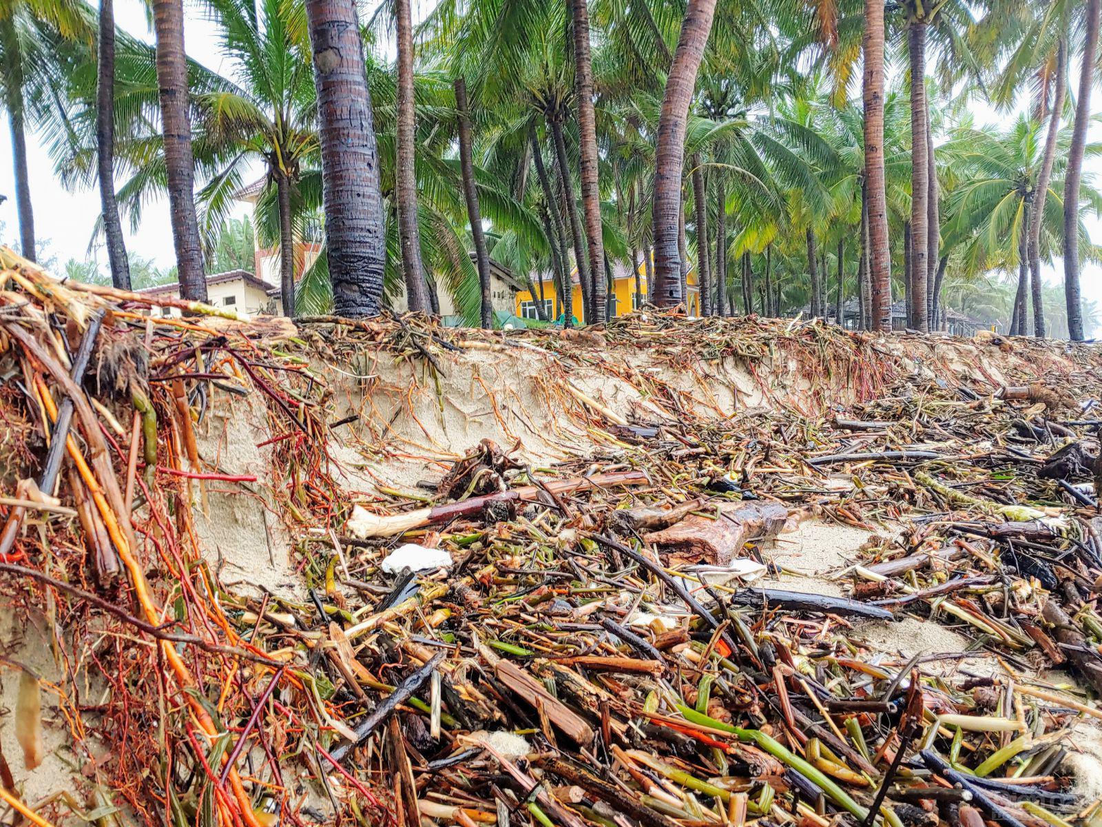 Hàng dừa chắn sóng trơ gốc sau mưa lớn.