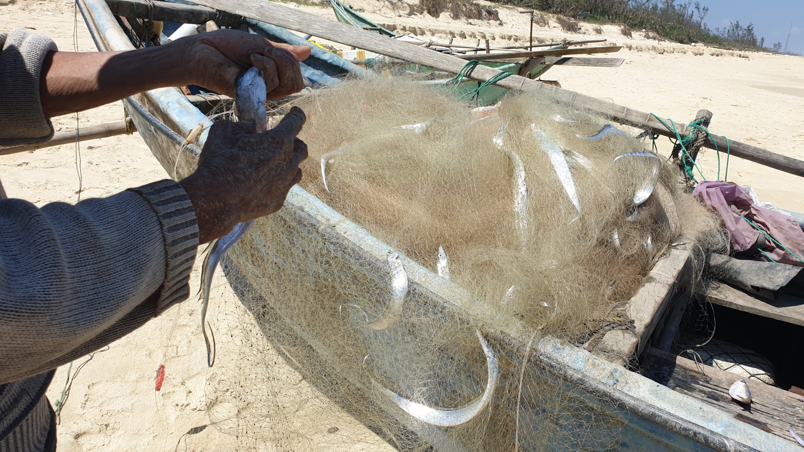 Cá được gỡ khỏi lưới, rửa sạch rồi mang ra chợ để bán cho thương lái.