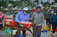 Được mùa ruốc biển, ngư dân Đà Nẵng thu tiền triệu mỗi ngày