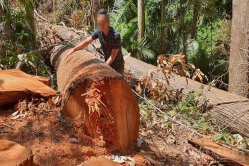 Kon Tum: Lâm tặc lấy hàng chục khối gỗ trong rừng phòng hộ ở Măng Đen