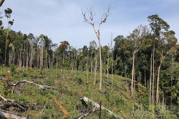 3.	Măng Đen đang đối mặt với nguy cơ mất rừng rất cao.