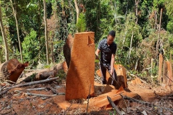 Kon Tum: Tìm ra nhóm đối tượng phá rừng lấy gỗ