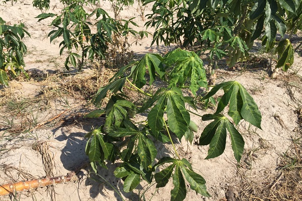 2.	Bệnh khảm lá xuất hiện ở cây sắn vùng trồng phía Đông Nam tỉnh Gia Lai.
