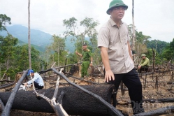 Rừng Quảng Nam "biến mất" 2.850 ha có ảnh hưởng đến giao dịch tín chỉ các-bon?