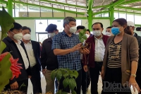 Quảng Nam muốn chuyển 25ha rừng tự nhiên để làm đường phát triển cây sâm