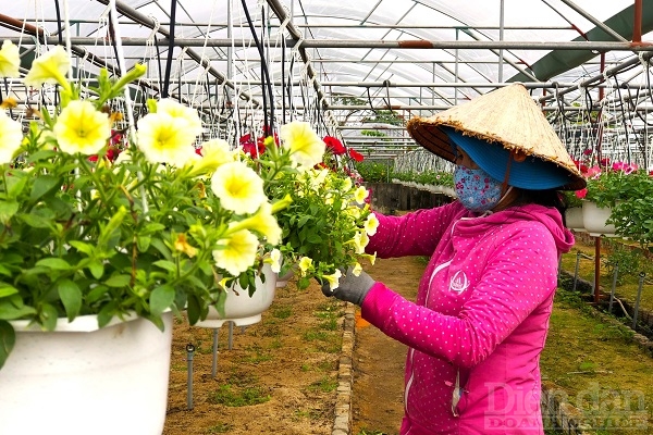 Theo các hộ dân, năm nay thời tiết khá thuận lợi, hoa cúc được dự báo nở đúng dịp Tết. Giá bán hoa cúc dự kiến từ 300.000 đến hơn 1 triệu đồng/cặp. Các loại hoa khác