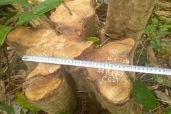 Tây Nguyên tìm biện pháp quản lý rừng bền vững