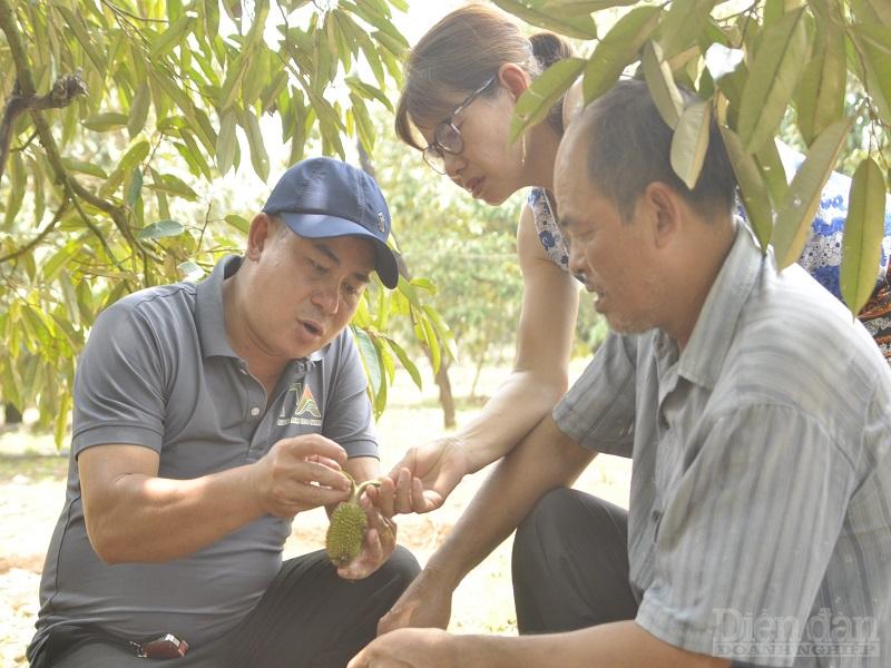 Tư vấn thuốc, phân bón cho vườn sầu riêng nhà ông Thanh trong niên vụ 2023.
