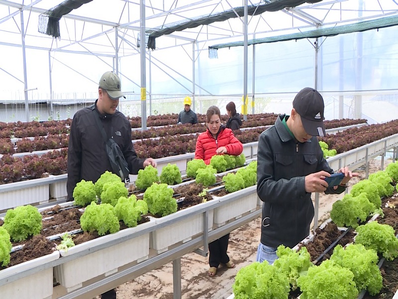 Mô hình nông nghiệp ứng dụng công nghệ cao gắn với du lịch canh nông của Công ty Cổ phần Long Đỉnh ở huyện Lâm Hà tỉnh Lâm Đồng