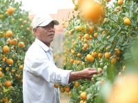 Phát triển làng nghề trồng quất Cẩm Hà gắn với kinh tế du lịch